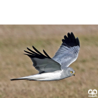 گونه سنقر خاکستری Hen Harrier